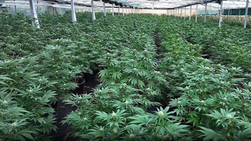 Police seize massive cannabis crop in Queensland as part of Operation Vitreus