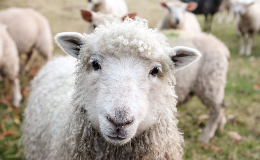  Herd Of Sheep Accidentally Eats 100 Kg Of Cannabis In Greece