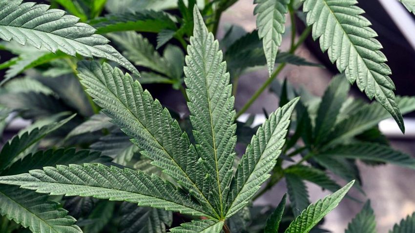  Senators hail Health Dept. recommendation to ease restrictions on marijuana