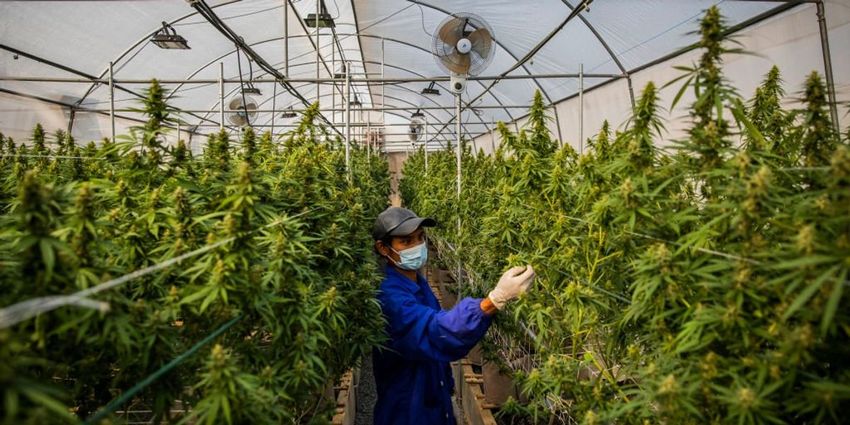 Biden’s Health Department calls for reclassifying marijuana as lower-risk drug