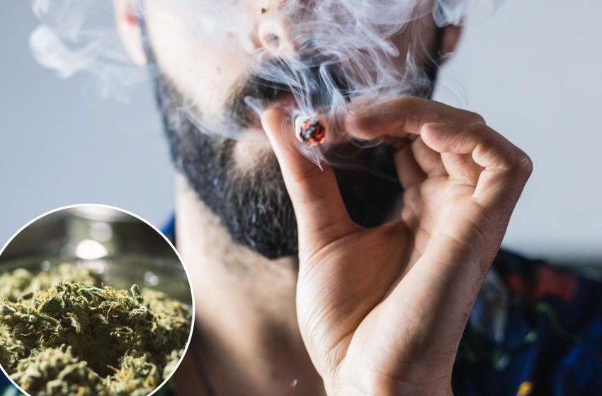  Marijuana users have higher levels of heavy metals in blood: study
