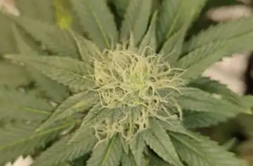  Senate Banking Committee Chair Aims To Advance Marijuana Bill Within ‘The Next Six Weeks’