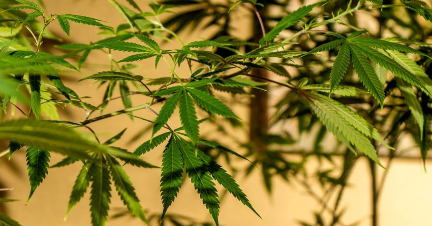  Marijuana users found to have lead and another heavy metal in their blood and urine