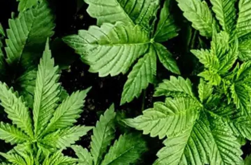  What rescheduling marijuana would and wouldn’t do