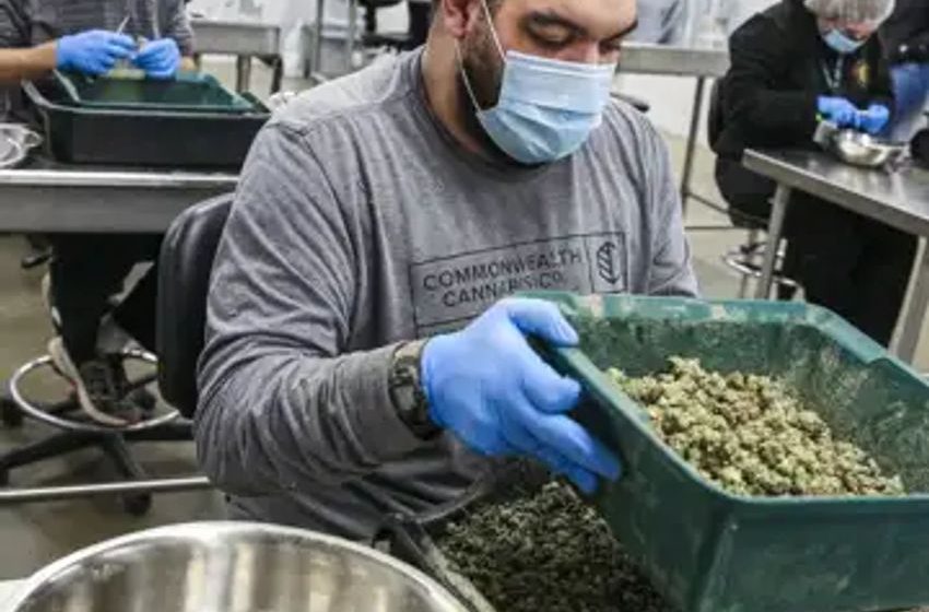  HHS calls for easing restrictions on marijuana, sending cannabis stocks higher