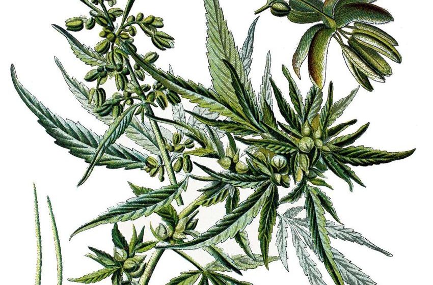  A million years of marijuana: How cannabis became our favourite weed