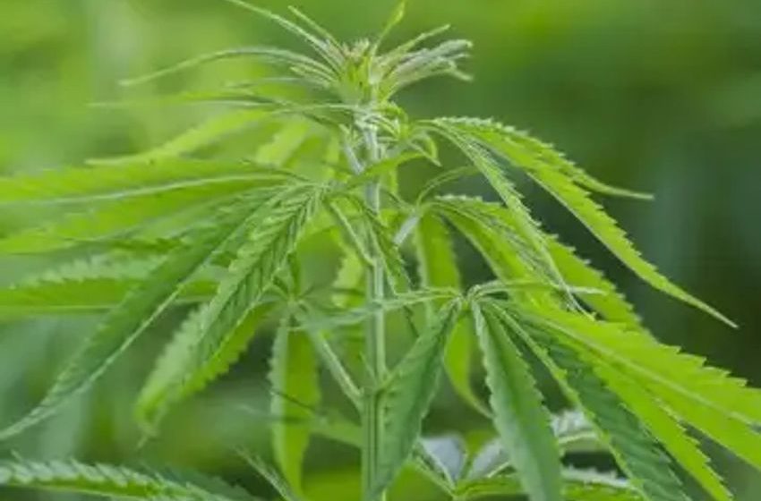  Biden Official Says Marijuana Will Likely to be Rescheduled Before the 2024 Election