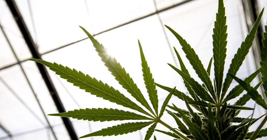  US Health Department Recommends the DEA Reclassify Marijuana