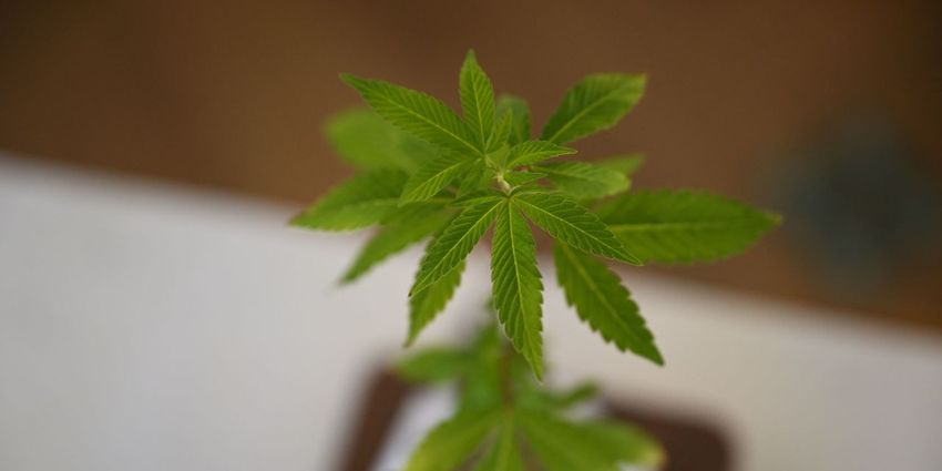 : Cannabis stocks gain as banking bill finds traction in Senate, but House OK looks challenging