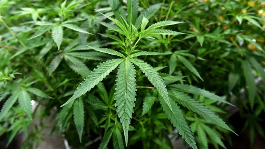 Change in how feds see marijuana could mean big tax cut for pot retailers