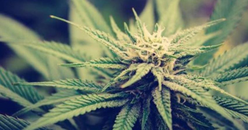  Brutal Marijuana Studies Now Emerging – It Should Never Have Been Fully Legalized
