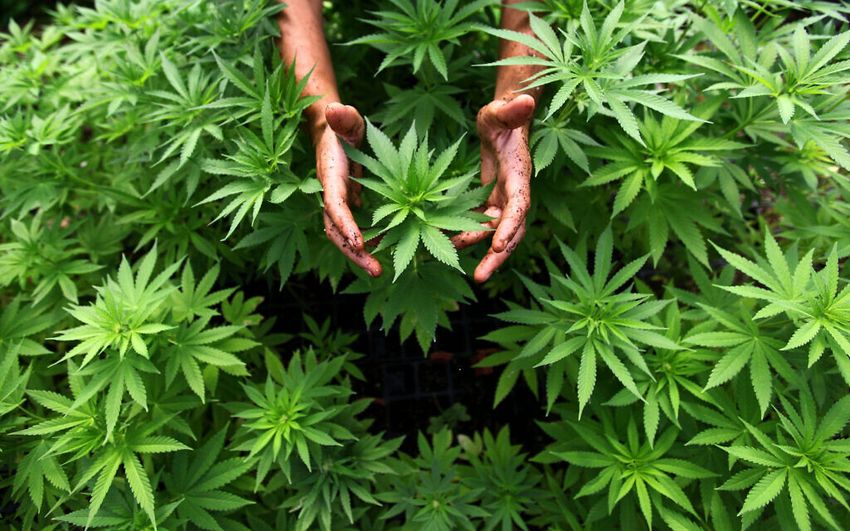  Major study advises young people, pregnant women and drivers to avoid cannabis