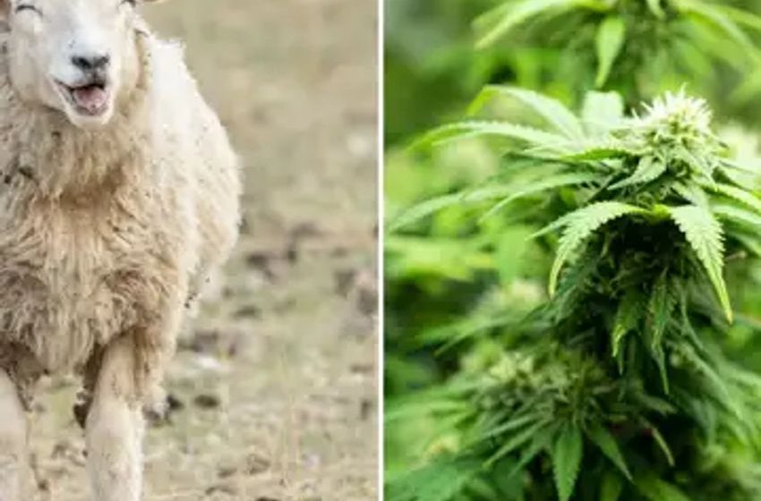  Hungry sheep devour over 600 pounds of cannabis after invading greenhouse