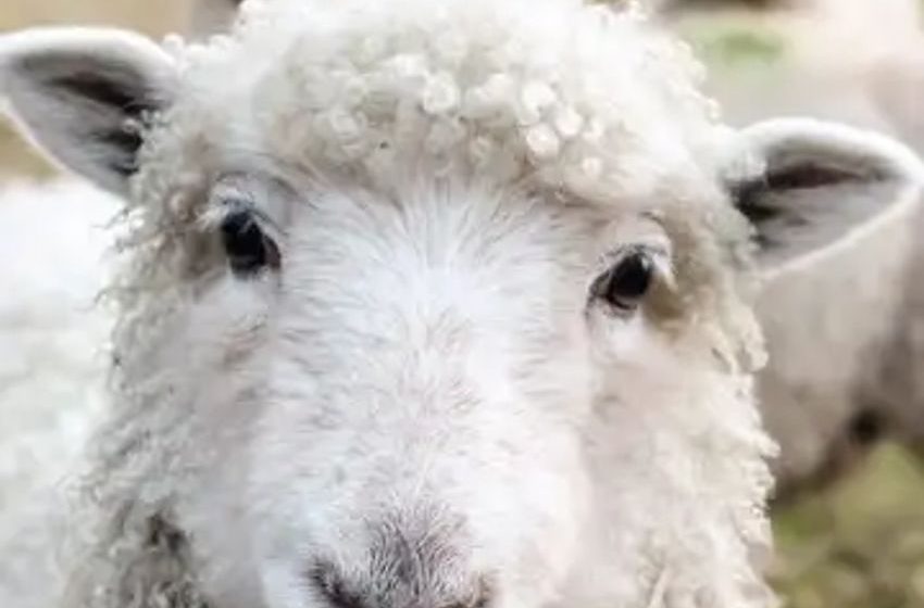  Ewe Won’t Believe It: Greek Sheep’s ‘Highly’ Unconventional Cannabis Greenhouse Adventure