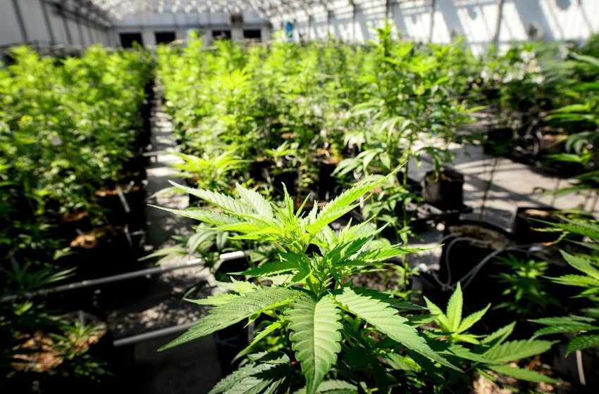  Biden health agency recommends classifying marijuana as lower-risk, opening potential for major policy changes