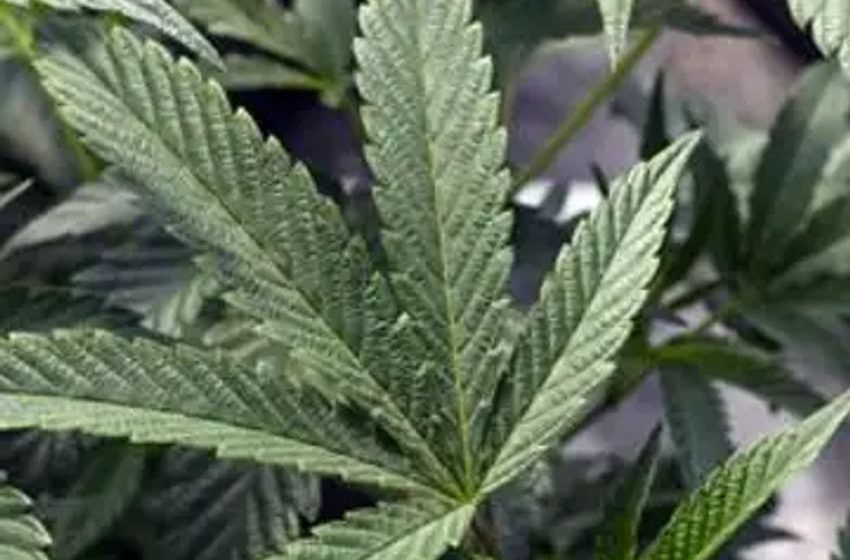  US regulators might change how they classify marijuana. Here’s what that would mean