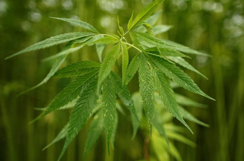  Does a university cannabis scandal point to a larger trend?
