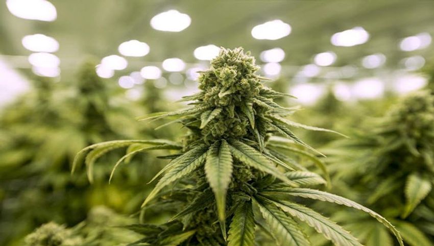  US health officials look to reclassify marijuana as lower-risk drug