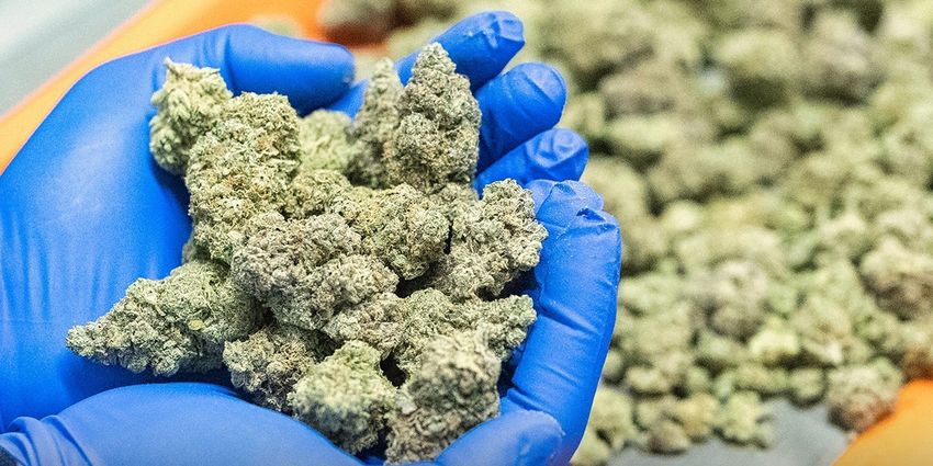  Pot stocks just notched their biggest weekly rally since March 2020 amid hopes of a lower-risk rating from the DEA