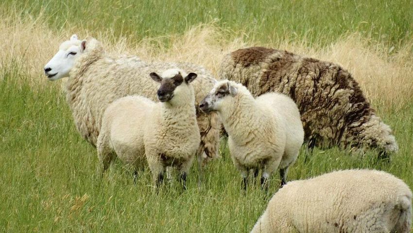 Herd of sheep in Greece eat 220lbs of cannabis, immediately begin searching for a Doritos factory [Strange]