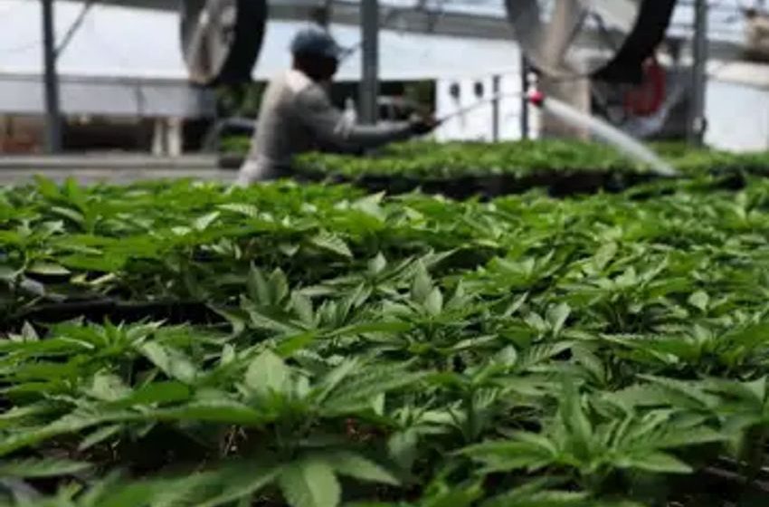  U.S. health officials recommend moving marijuana to lower-risk drug classification
