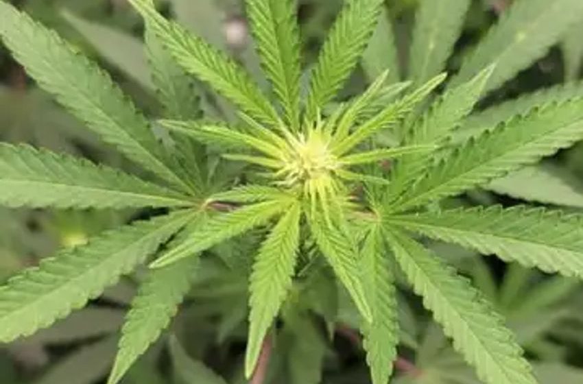  Marijuana Banking Bill Talks Were ‘Very Productive’ Over Recess, GOP Senate Sponsor’s Office Says, As Key Chairman Predicts ‘Imminent’ Agreement