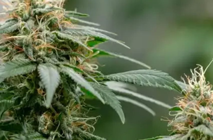  US Congressional Researchers Say DEA “Likely” to Reschedule Marijuana