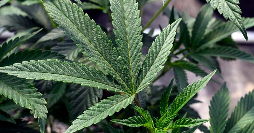  Marijuana recommendation by US health agency hailed as first step to easing weed restrictions