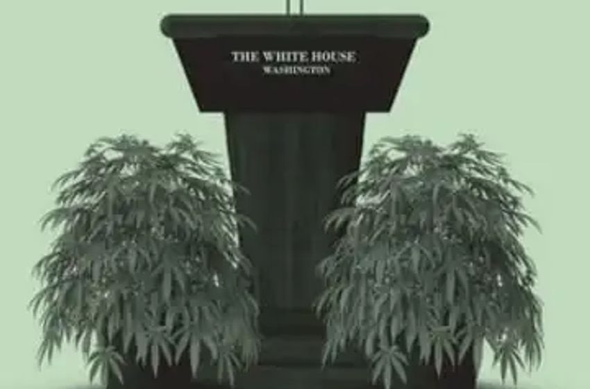  The Comeback of The Cannabis Craze