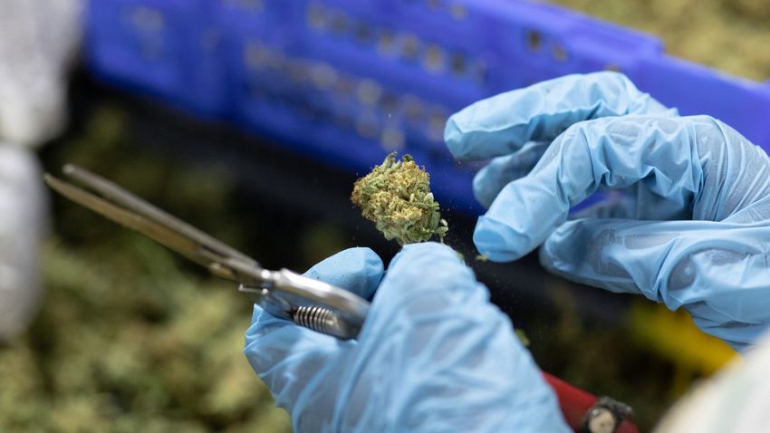  The 20 Countries Where People Buy the Most Weed