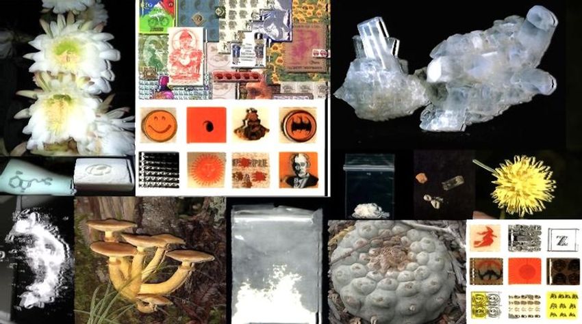  The Great Psychedelic Experiment