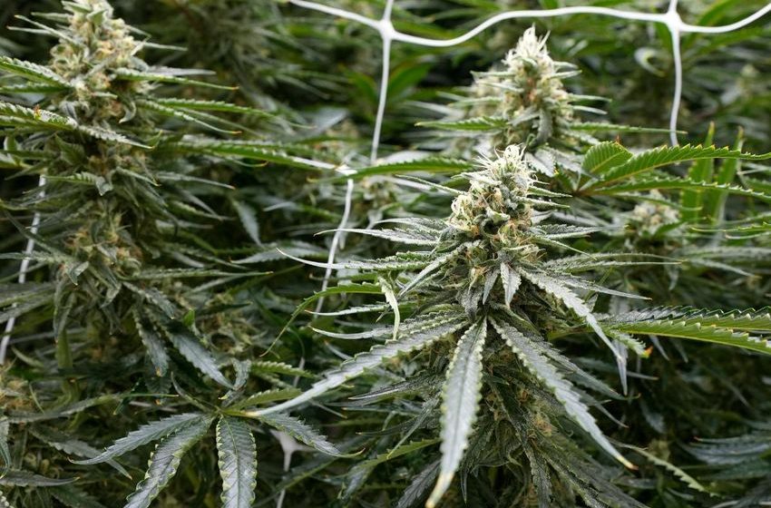  Nasty battle over marijuana farm in Hunterdon triggers ‘anonymous threats’, lawsuits