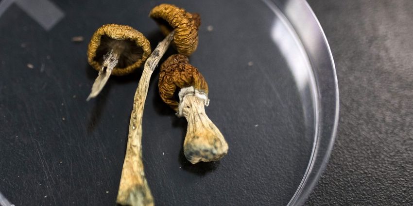  Legalized magic mushrooms are in high demand in Oregon. Experts hope the ‘breakthrough therapy’ helps users overcome mental health struggles