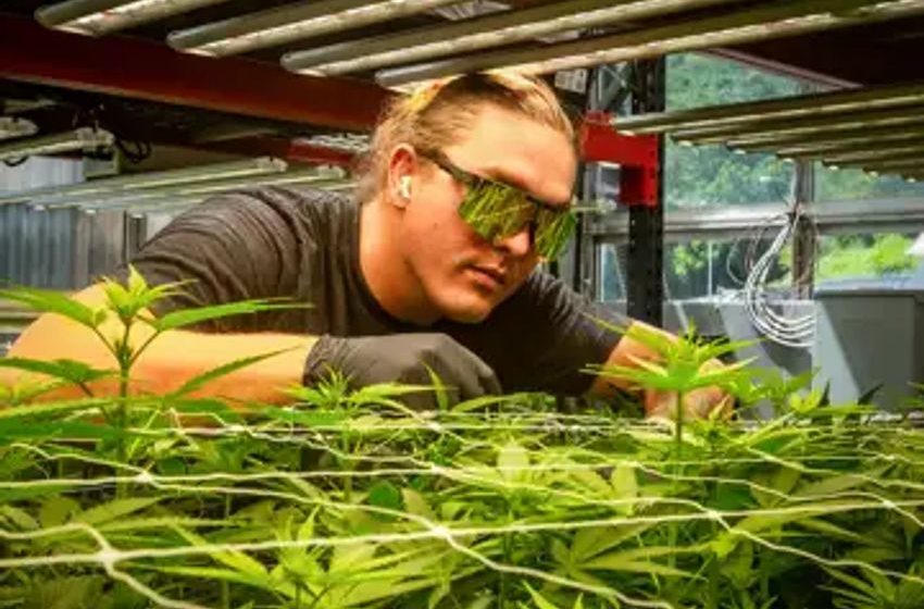  Eastern Band of Cherokee Indians may legalize recreational marijuana