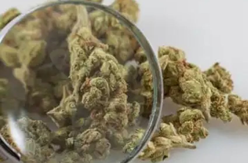  Congressional Researchers Say DEA ‘Likely’ To Reschedule Marijuana, With ‘Broad Implications’ For Taxes, Housing, Immigration And More