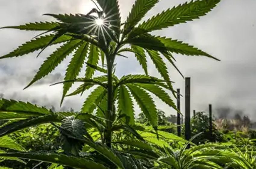  What the federal ‘rescheduling’ of cannabis would (and wouldn’t) mean