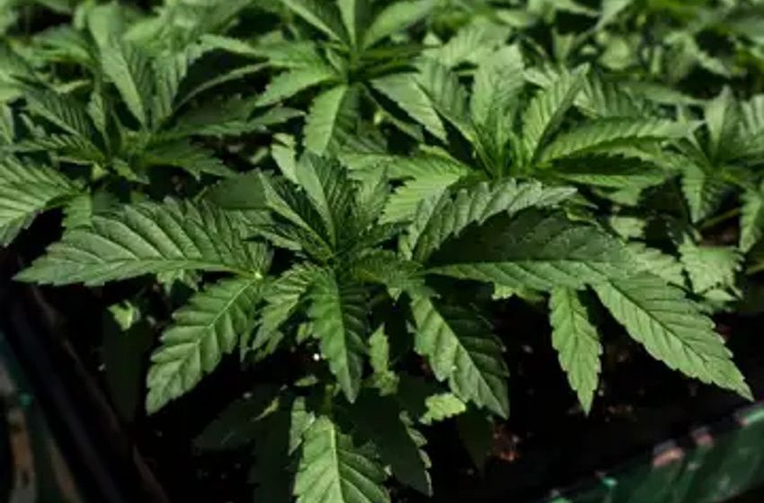  U.S. Senate looks at cannabis banking reform, but industry says it’s not enough