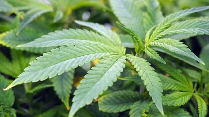  Court challenge to Manitoba’s ban on homegrown, non-medical cannabis struck down by judge