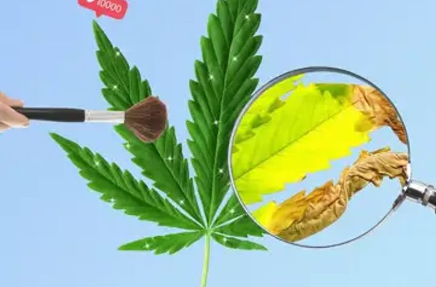  The Cannabis That People Are Using for Anxiety Is Probably Making It Worse