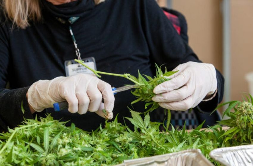  Summit: Insuring Cannabis Specialists Talk Trends, Risks and Coverage Challenges