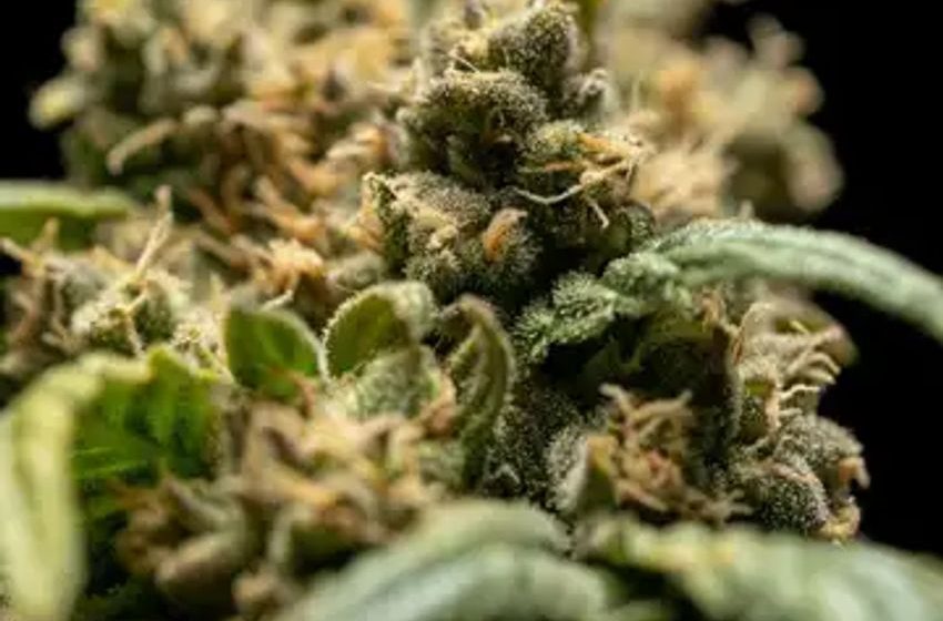  Cannabis Reg Update: Oklahoma Medical Marijuana Dispensaries Fined, Denver’s Weed-Friendly Ghost Tour & More