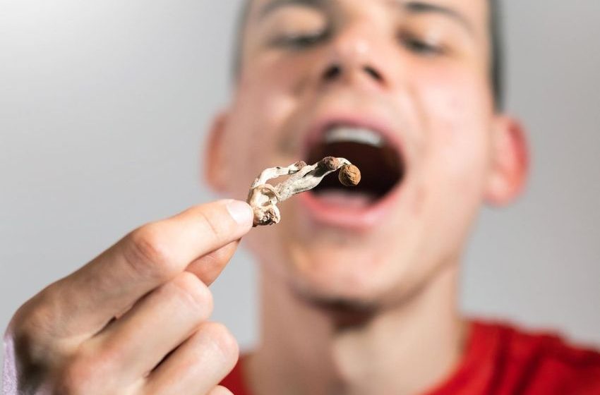  The Impacts Of Magic Mushrooms On The Workplace: Legal Considerations, Testing Options, And Employer Policies