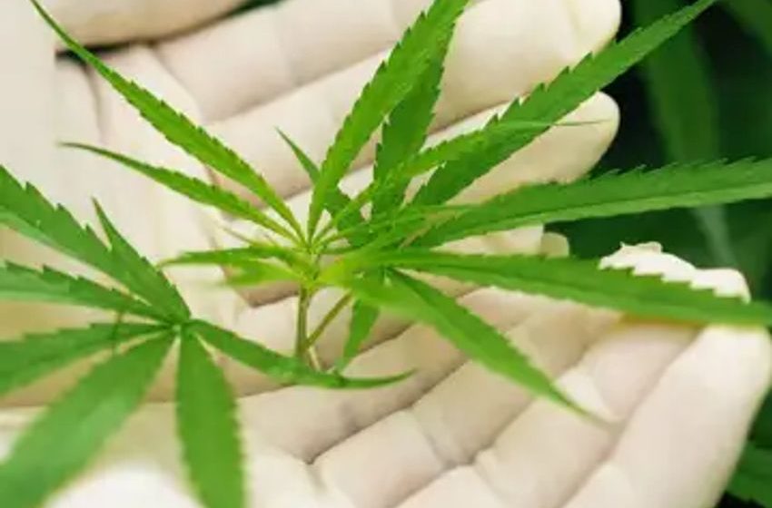  Canadian Study Reveals Link Between Heavy Cannabis Use And Increased Risk Of Heart Problems