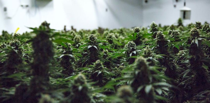 Cannabis in Canada: Debunking myths about the real impacts of legalization