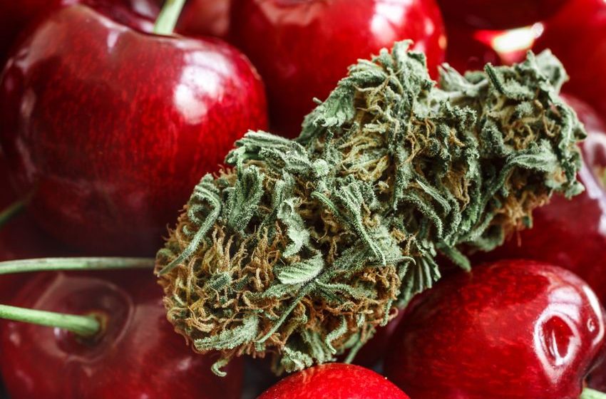  Weed Strain of the Week: Cherry Dooku