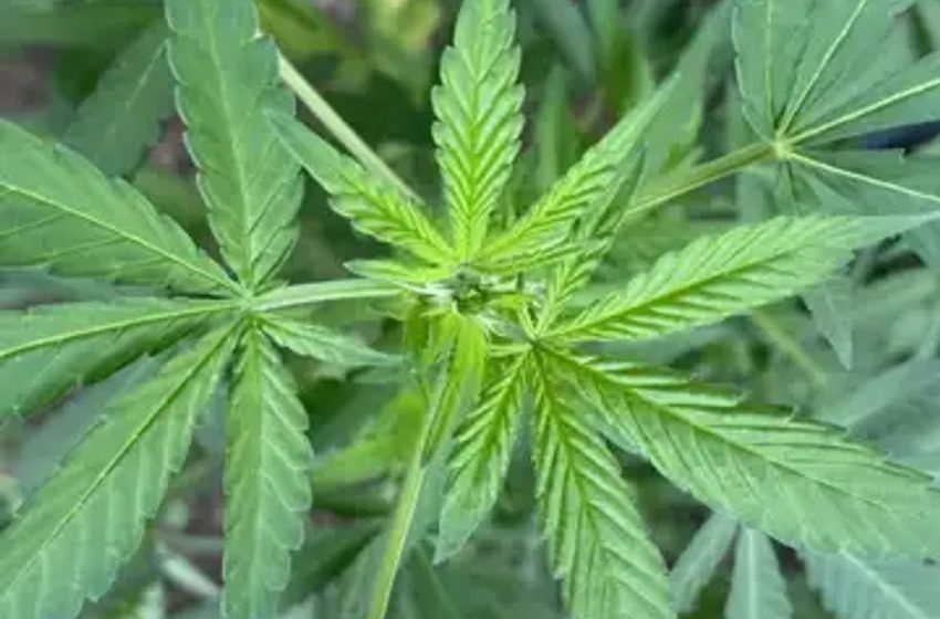  States made more than $5.7 billion in marijuana tax revenue over 18-month period, new federal Census Bureau report shows