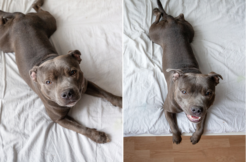 Laughter at Dog’s Dramatic Reaction To Having Cannabis Oil: ‘Munchies’