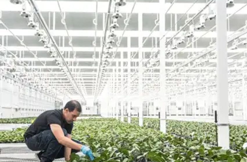 Orchids, veggies and beer: Canadian cannabis producers pivot in tough market