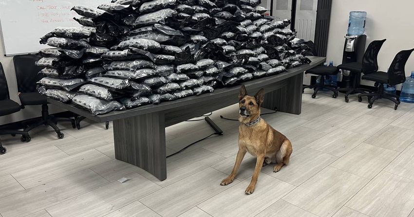  Blue Island K-9 Rocco makes historic, 500-pound marijuana bust three months into job