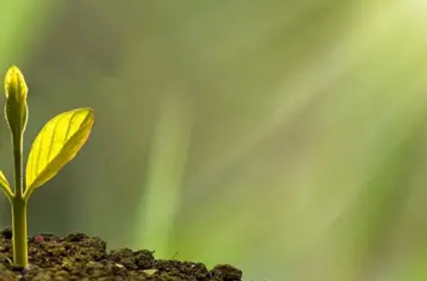  Is There Untapped Business Potential Beyond Terpenes In Exotic Cannabis? New Study Sheds Light